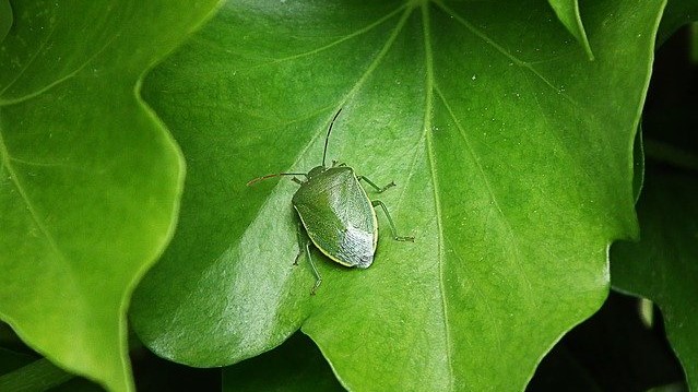 葉っぱについている緑色のカメムシ